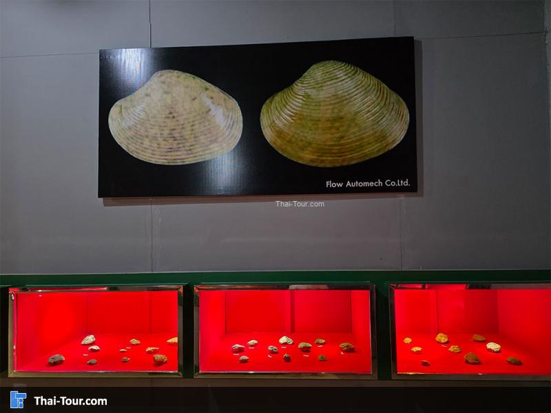 หอย ของ บรรยากาศ พิพิธภัณฑ์หอยหิน 150 ล้านปีและไดโนเสาร์โนนทัน