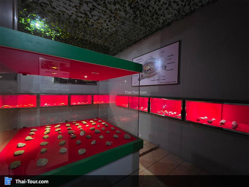 หอย ของ บรรยากาศ พิพิธภัณฑ์หอยหิน 150 ล้านปีและไดโนเสาร์โนนทัน