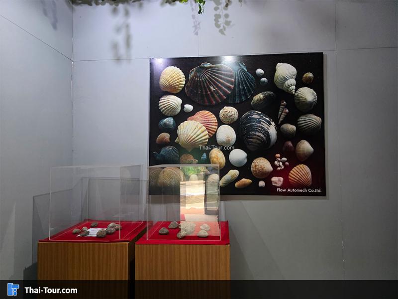 หอย ของ บรรยากาศ พิพิธภัณฑ์หอยหิน 150 ล้านปีและไดโนเสาร์โนนทัน