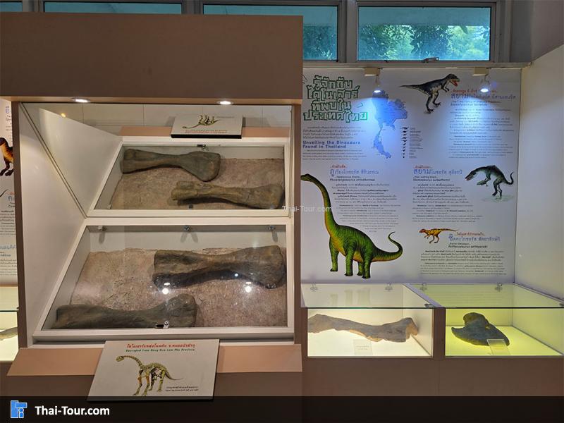 พิพิธภัณฑ์หอยหิน 150 ล้านปีและไดโนเสาร์โนนทัน