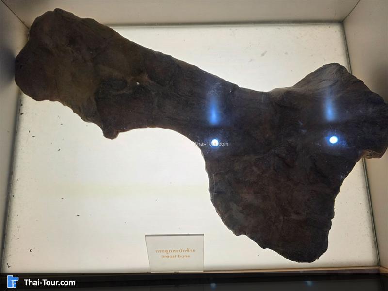 กระดูก พิพิธภัณฑ์หอยหิน 150 ล้านปีและไดโนเสาร์โนนทัน