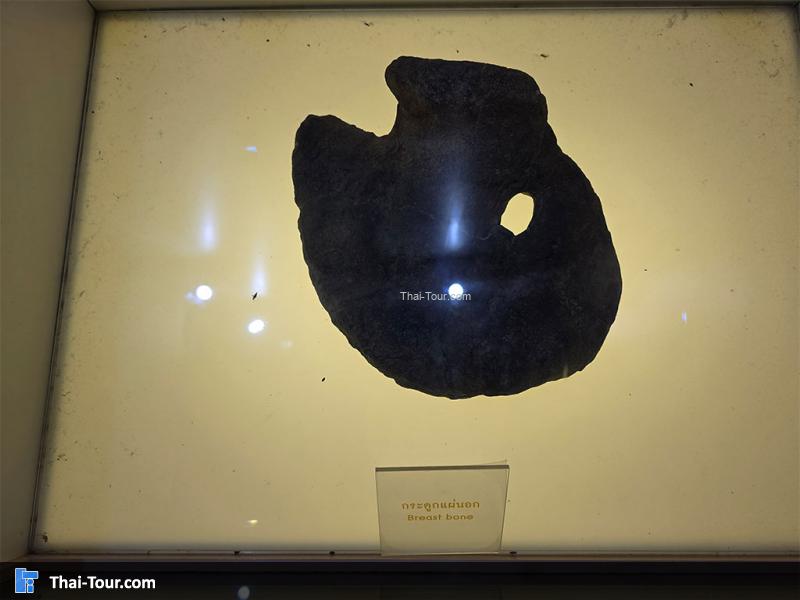 กระดูก พิพิธภัณฑ์หอยหิน 150 ล้านปีและไดโนเสาร์โนนทัน