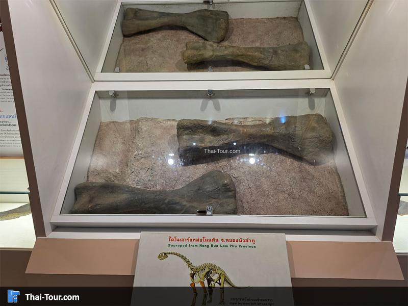 กระดูก พิพิธภัณฑ์หอยหิน 150 ล้านปีและไดโนเสาร์โนนทัน
