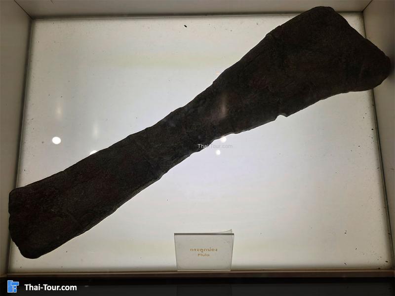 กระดูก พิพิธภัณฑ์หอยหิน 150 ล้านปีและไดโนเสาร์โนนทัน