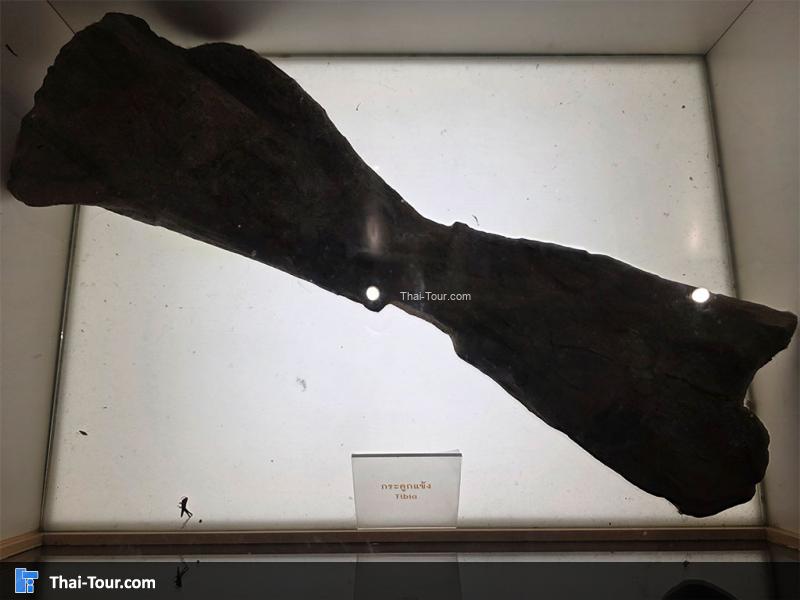 กระดูก พิพิธภัณฑ์หอยหิน 150 ล้านปีและไดโนเสาร์โนนทัน