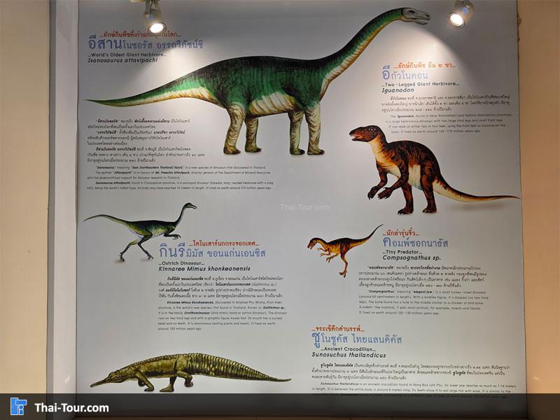 กระดูก พิพิธภัณฑ์หอยหิน 150 ล้านปีและไดโนเสาร์โนนทัน