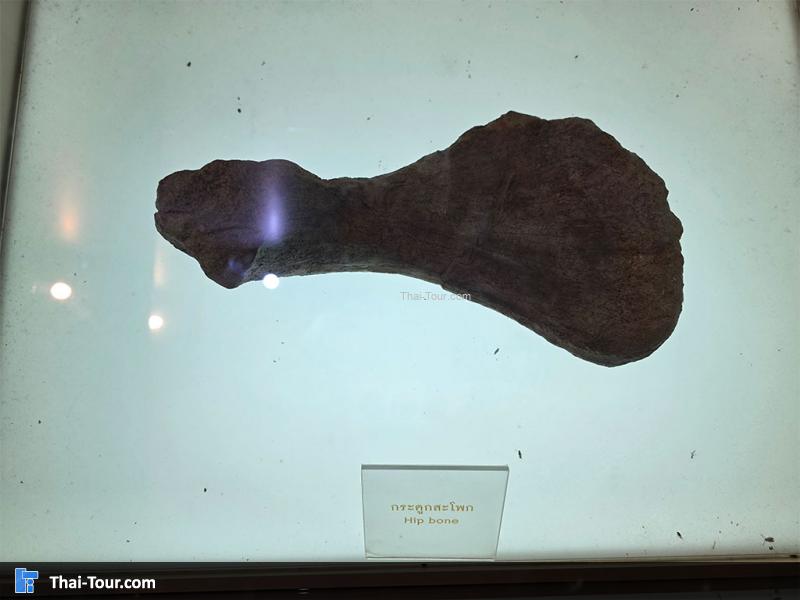 กระดูก พิพิธภัณฑ์หอยหิน 150 ล้านปีและไดโนเสาร์โนนทัน