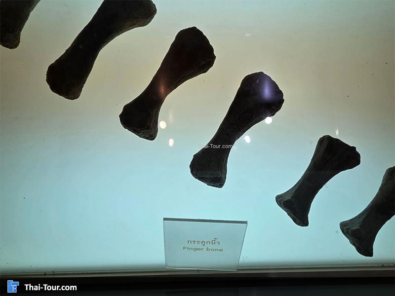 กระดูก พิพิธภัณฑ์หอยหิน 150 ล้านปีและไดโนเสาร์โนนทัน