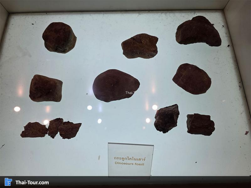 กระดูก พิพิธภัณฑ์หอยหิน 150 ล้านปีและไดโนเสาร์โนนทัน