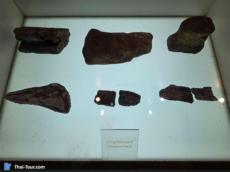 กระดูก พิพิธภัณฑ์หอยหิน 150 ล้านปีและไดโนเสาร์โนนทัน