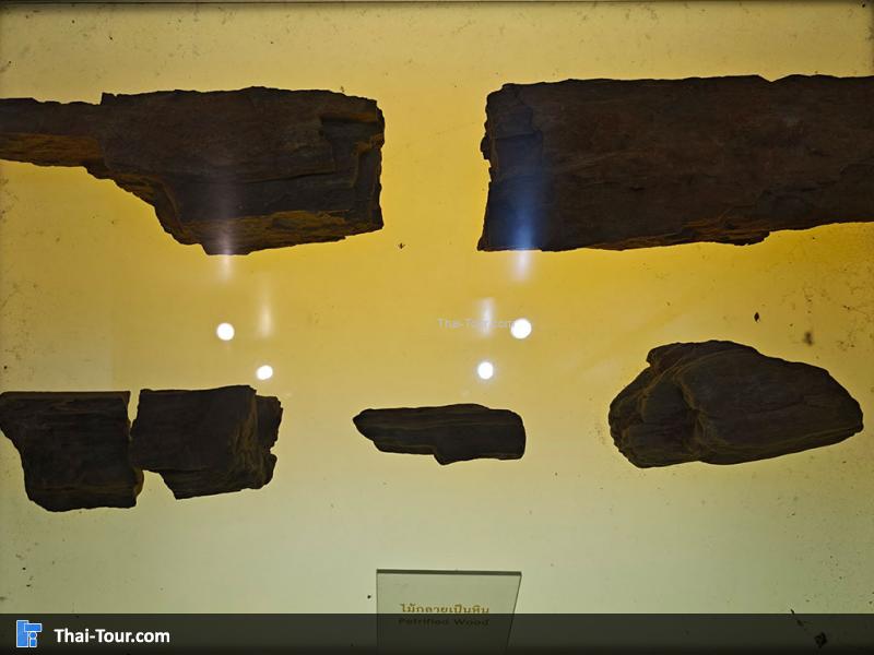 กระดูก พิพิธภัณฑ์หอยหิน 150 ล้านปีและไดโนเสาร์โนนทัน