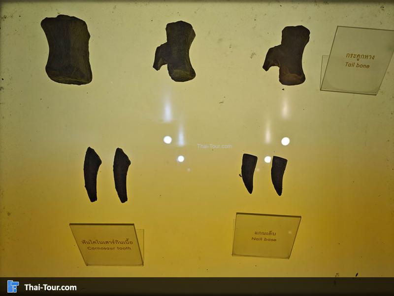 กระดูก พิพิธภัณฑ์หอยหิน 150 ล้านปีและไดโนเสาร์โนนทัน