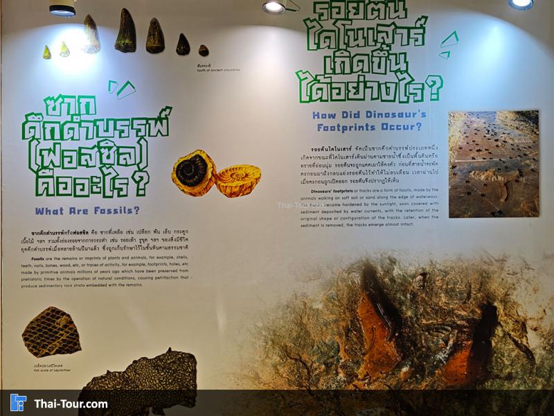 พิพิธภัณฑ์หอยหิน 150 ล้านปีและไดโนเสาร์โนนทัน