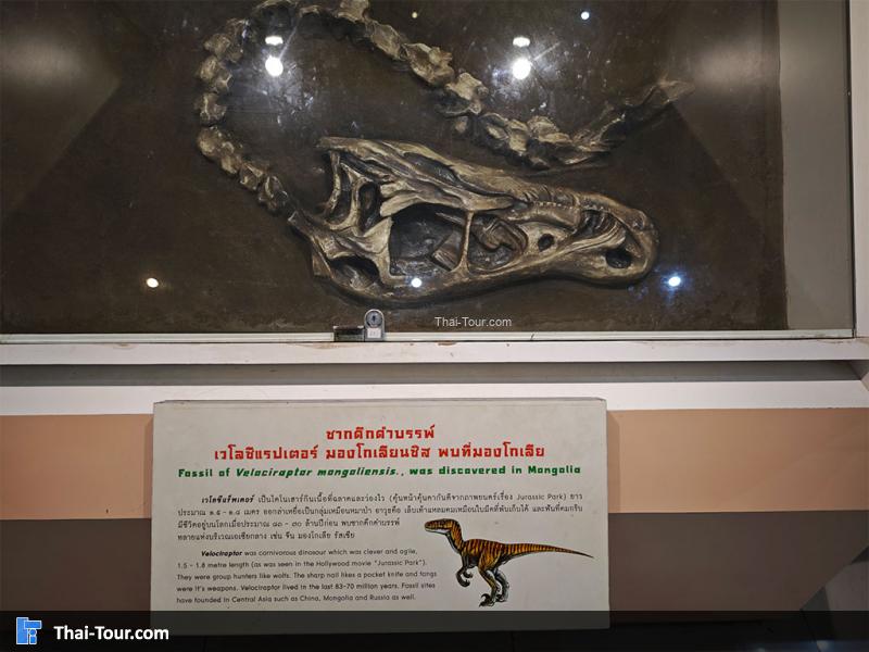 พิพิธภัณฑ์หอยหิน 150 ล้านปีและไดโนเสาร์โนนทัน