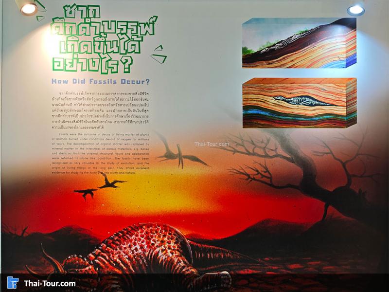 พิพิธภัณฑ์หอยหิน 150 ล้านปีและไดโนเสาร์โนนทัน