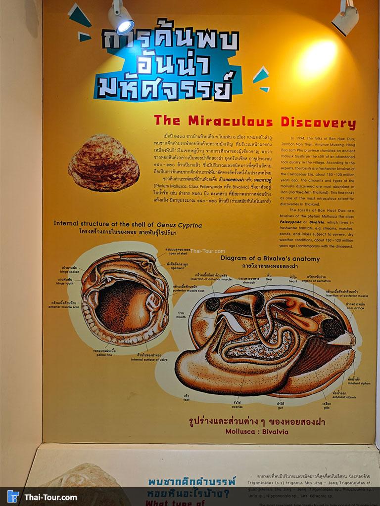 พิพิธภัณฑ์หอยหิน 150 ล้านปีและไดโนเสาร์โนนทัน