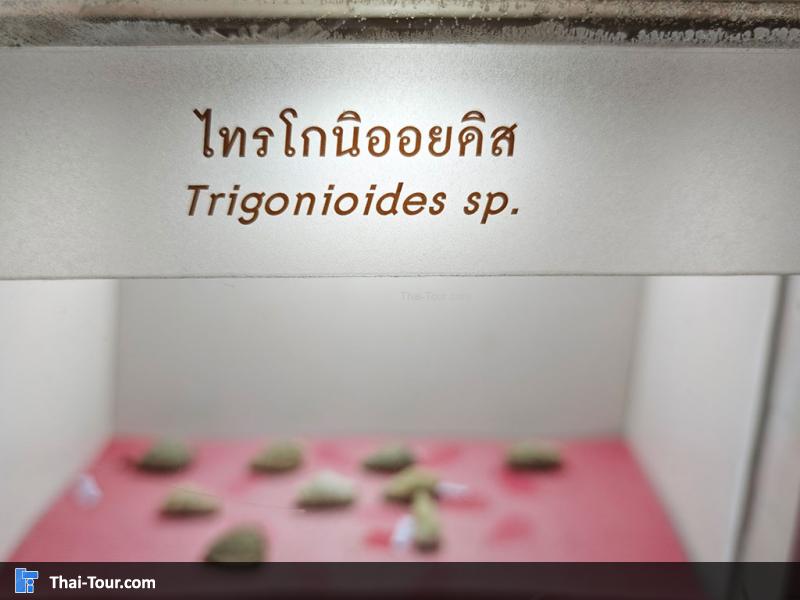 หินชนิดต่าง ๆ