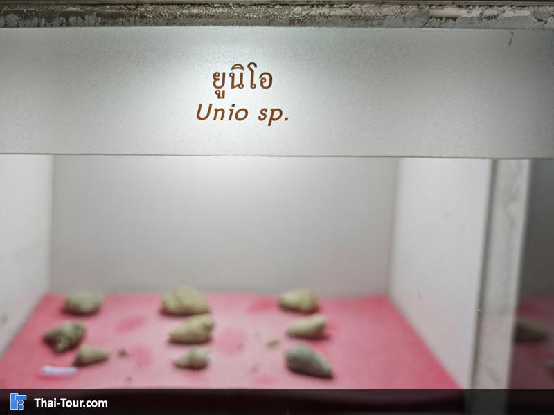 หินชนิดต่าง ๆ