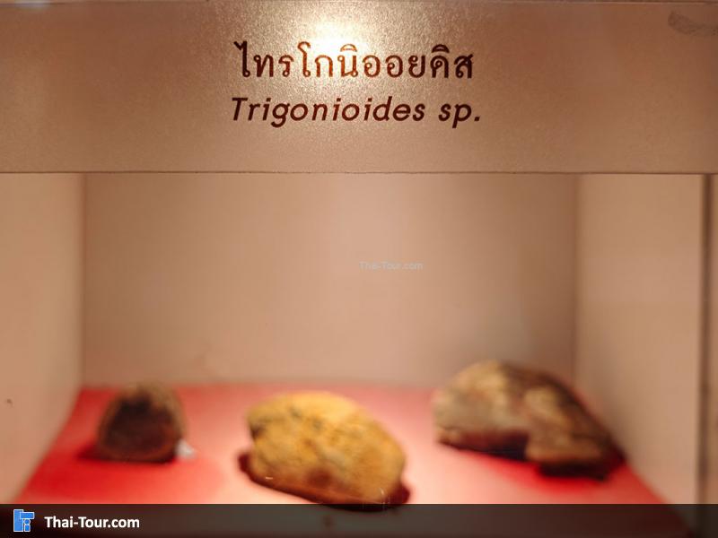 หินชนิดต่าง ๆ