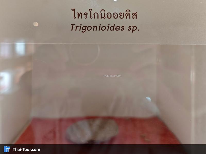 หินชนิดต่าง ๆ