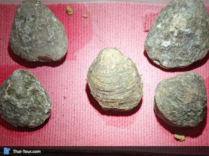 หินชนิดต่าง ๆ