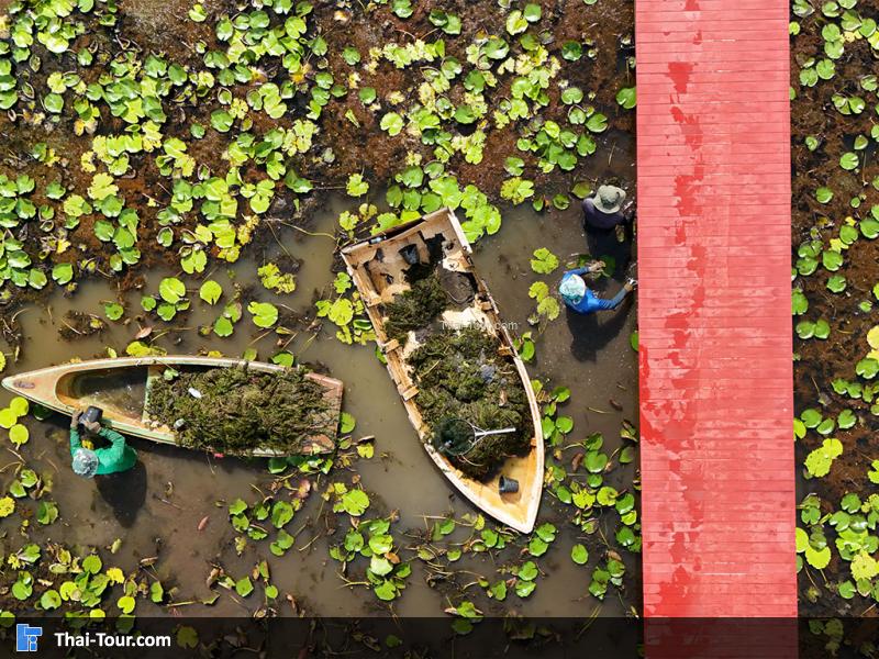 ภาพมุมสูงของอุทยานบัว