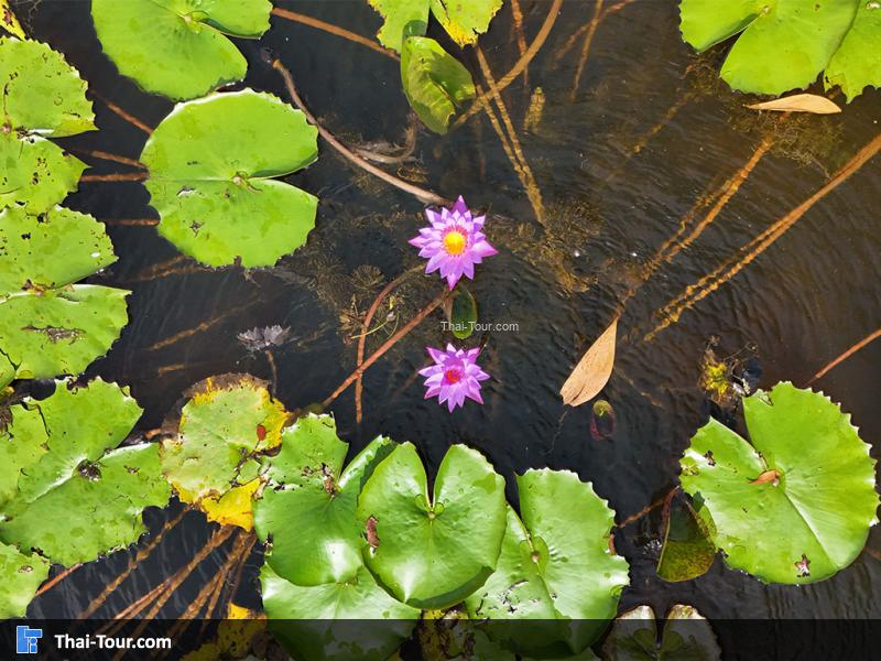 ภาพมุมสูงของอุทยานบัว