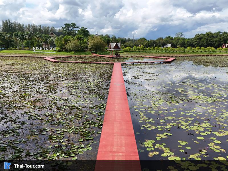 ภาพมุมสูงของอุทยานบัว