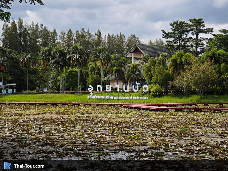 ภาพมุมสูงของอุทยานบัว