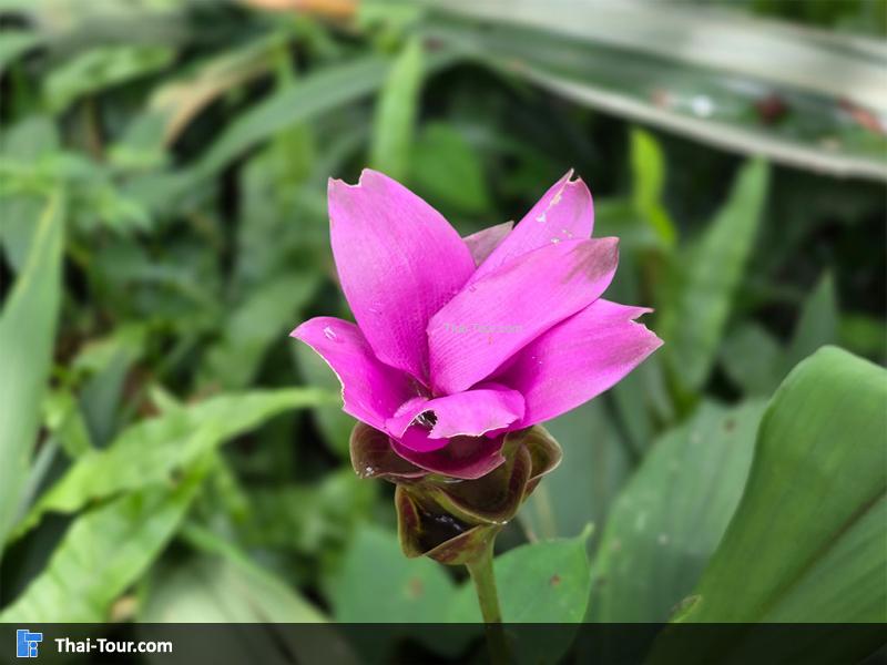 อุทยานแห่งชาติภูผาเหล็ก