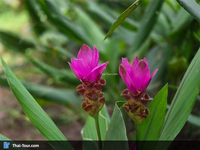 อุทยานแห่งชาติภูผาเหล็ก