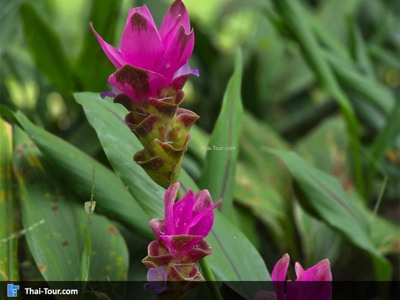 อุทยานแห่งชาติภูผาเหล็ก