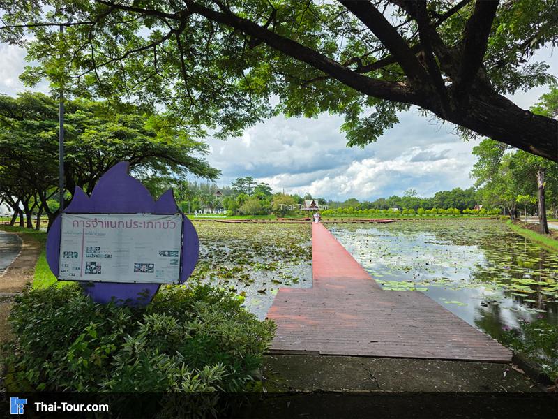 บรรยากาศรอบของอุทยานบัว