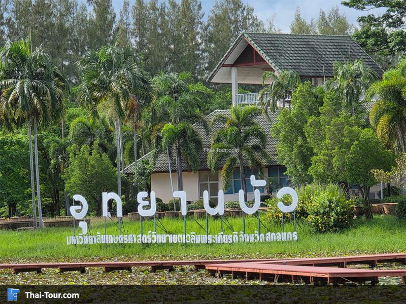 บรรยากาศรอบของอุทยานบัว