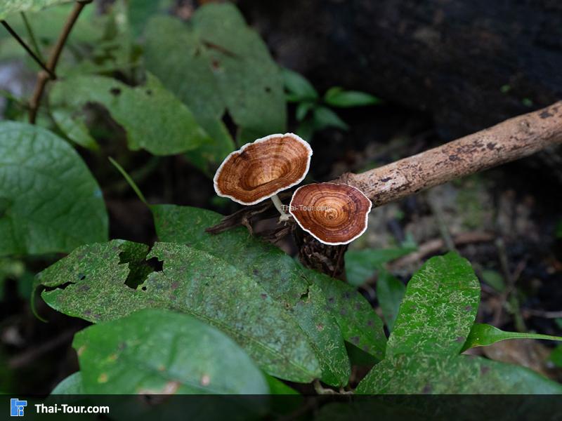 วนอุทยานสระนางมโนห์รา
