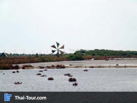 นากุ้งนาเกลือ