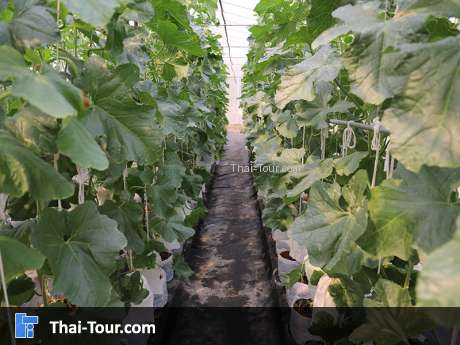 โครงการฟาร์มตัวอย่างตามพระราชดำริบ้านแม่ต๋ำ