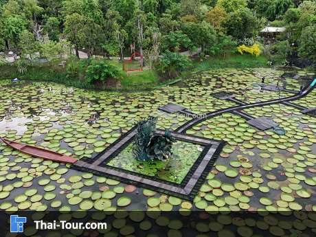 นาบัวยักษ์