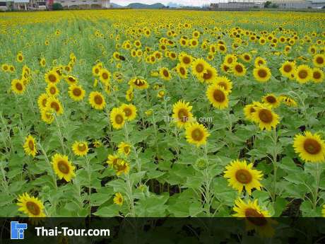 ทุ่งทานตะวัน