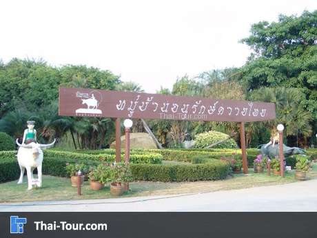 หมู่บ้านควายไทย