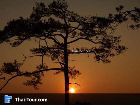 ผานกแอ่น