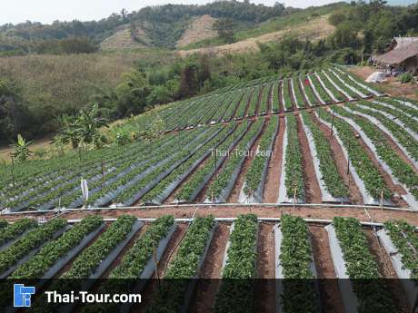 ไร่สตรอเบอรี่ เขาค้อ