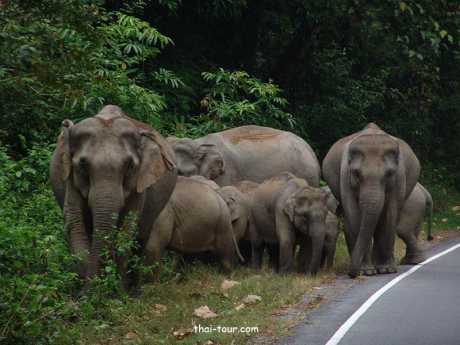 อุทยานแห่งชาติเขาใหญ่