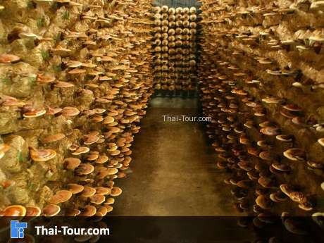 วังน้ำเขียวฟาร์ม