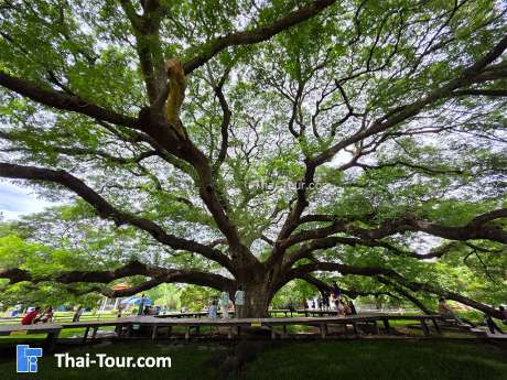 ต้นจามจุรียักษ์