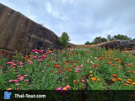 ทุ่งดอกกระดาษ ภูหินร่องกล้า