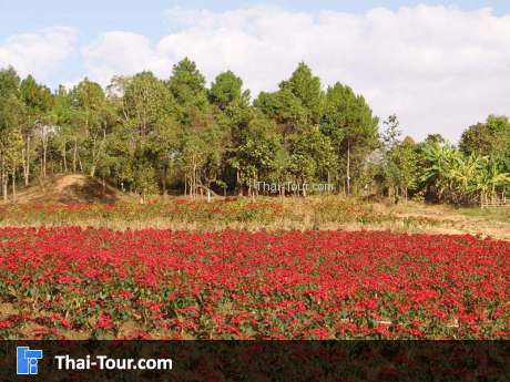 ทุ่งคริสต์มาส