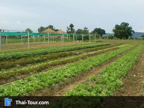 สวนลุงไกร วังน้ำเขียว