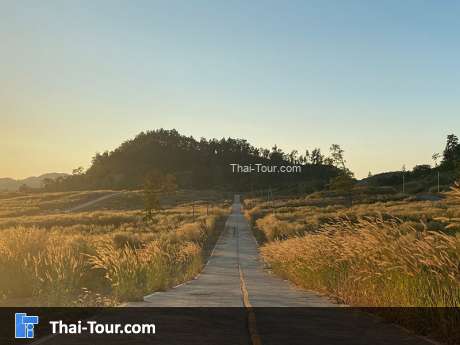 แคลิฟอร์เนียลําปาง