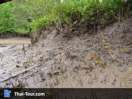 ศูนย์วิจัยป่าชายเลนหงาว
